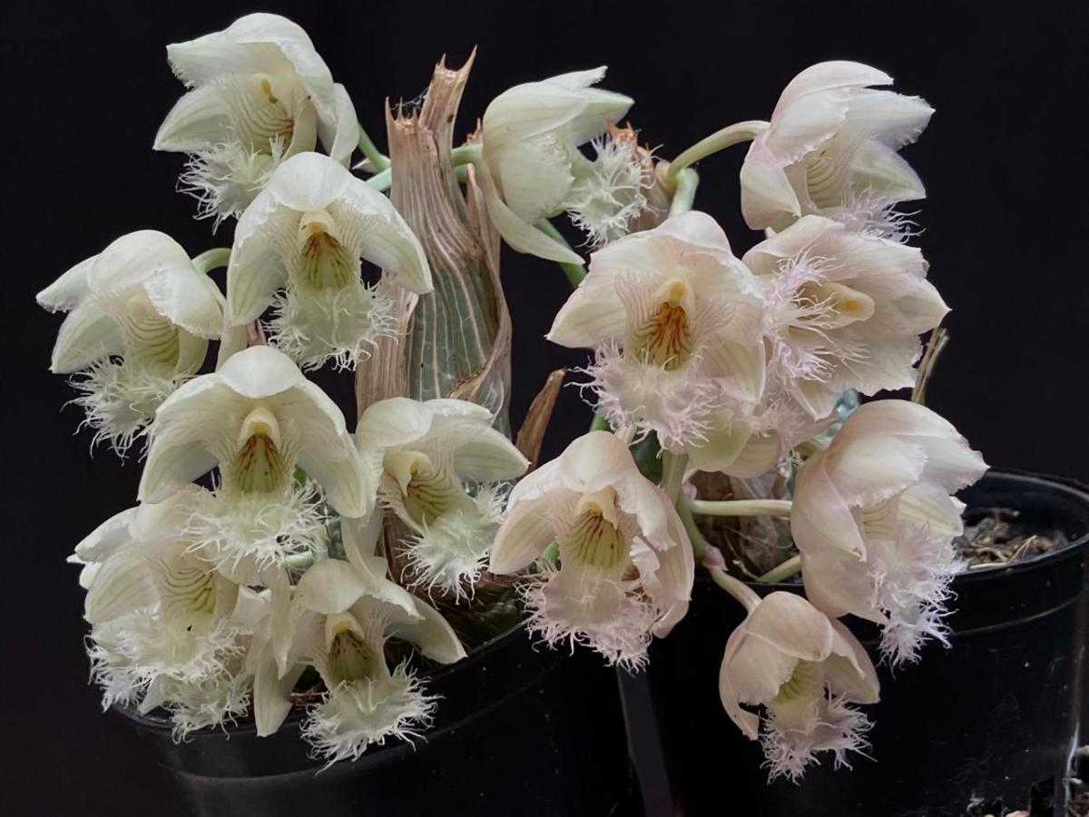 Clowesia ( rosea x warcenviczii )