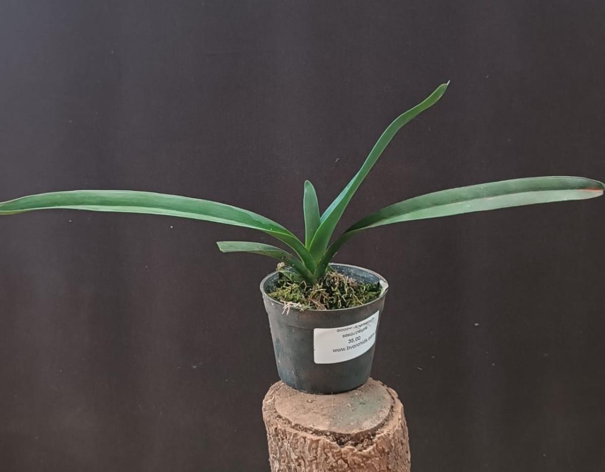 Angraecum sesquipedale